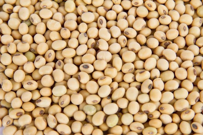 best quality grade soybeans grains